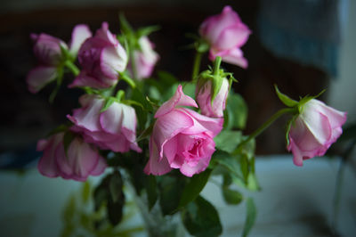 Close-up of pink roses