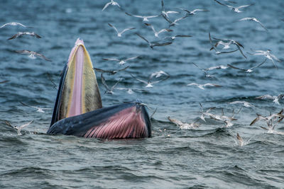 Birds swimming amidst whale swimming in sea