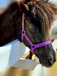 Close-up of a horse