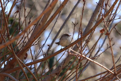 Low angle view of bird perching on branch