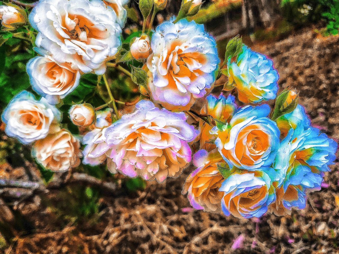 OVER FILTERED FLOWERS!!😎