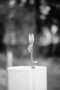 Close-up of white flowering plant against blurred background