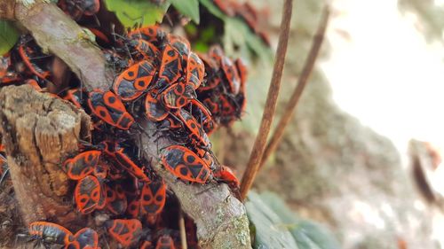 Close-up of insect on tree trunk