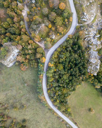 High angle view of food on road by trees