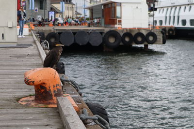 View of a bird and a boat in harbor