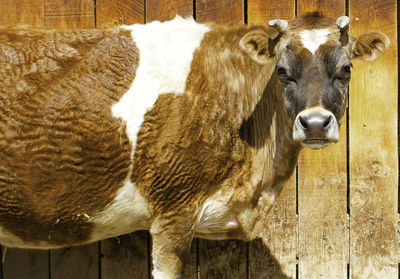 Portrait of cow in stable