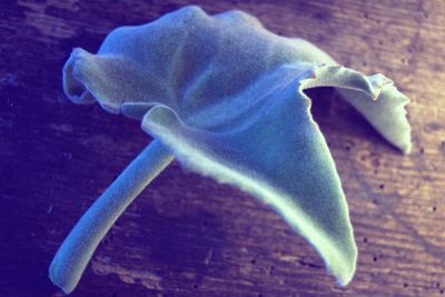 Close-up of plant against white background