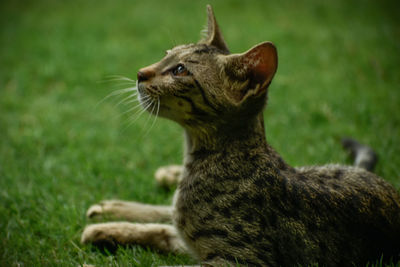 View of a cat looking away