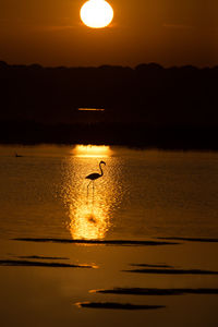 Flamenco a contraluz sobre las marismas de doñana