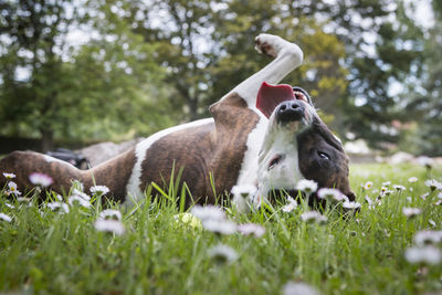 View of a dog on field