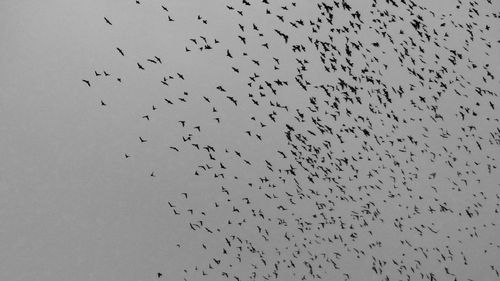 Low angle view of birds flying against sky