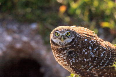 Adult burrowing owl athene cunicularia perched outside its burrow on marco island, florida