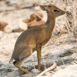 Damara dik dik sitting on barren landscape