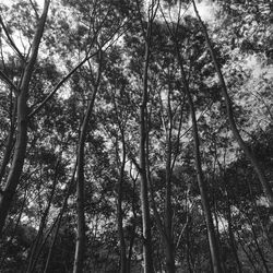 Low angle view of trees in forest