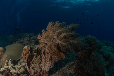 Coral reef and water plants at the tubbataha reefs, philippines