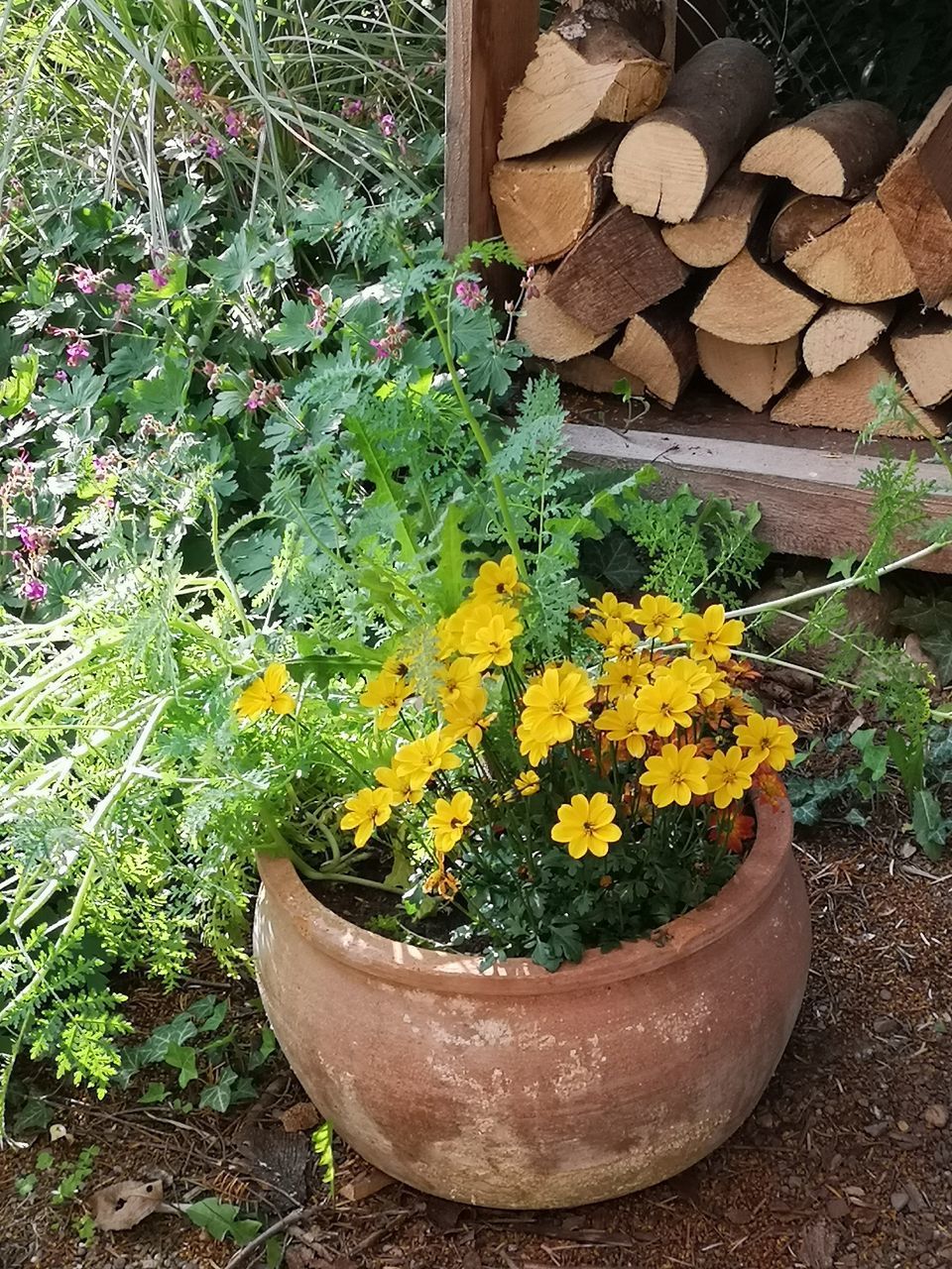 CLOSE-UP OF POTTED PLANT IN BACKYARD