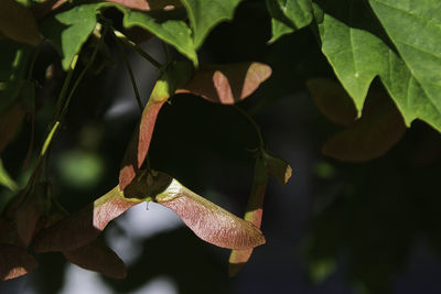 Close-up of lizard on leaves