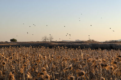 Scenic view of field against sky during sunset