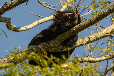 Low angle view of monkey on tree