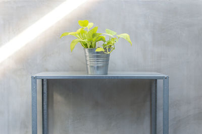 Close-up of plant on table