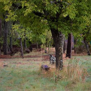 View of horse in forest