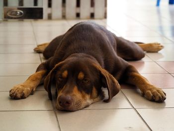 Close-up portrait of dog relaxing on tiled floor