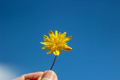 Hand holding yellow flower against blue sky