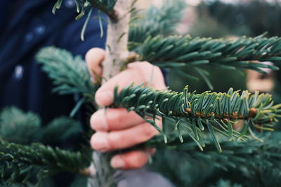 Close-up of hand holding plant