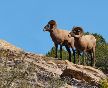 Low angle view of animal on rock against sky