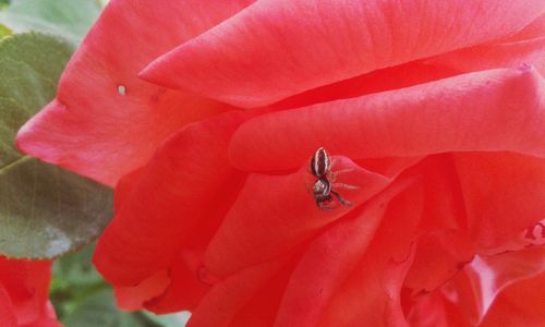 Close-up of insect on red flower