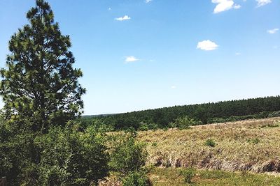 Scenic view of trees growing on field against sky