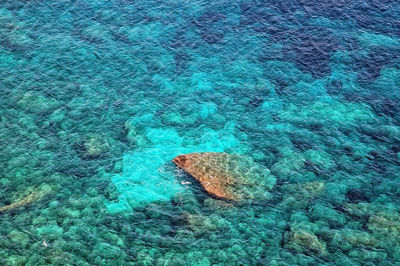 High angle view of turtle in sea