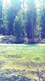 Scenic view of forest