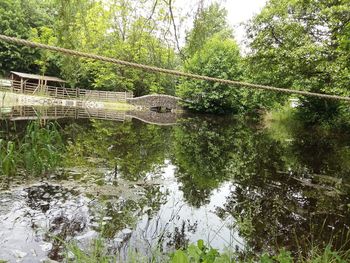 Reflection of trees in water