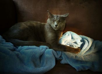 Close-up of cat relaxing on bed at home