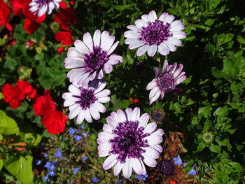 Close-up of purple flowers blooming outdoors