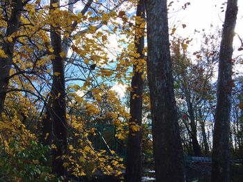 Low angle view of trees in forest