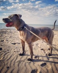 Dog standing on beach against sky