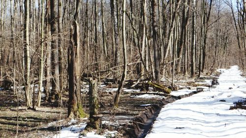 Trees in forest during winter