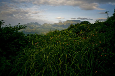Scenic view of landscape against sky
