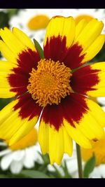 Close-up of yellow flower