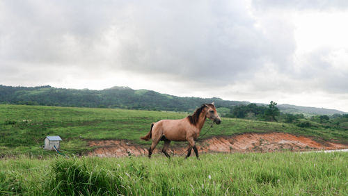 Horse in a field