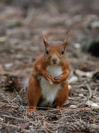 Formby red squirrel 