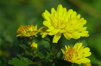 Close-up of yellow flowering plant