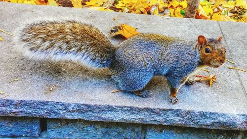 High angle view of squirrel