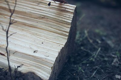 Close-up of wood