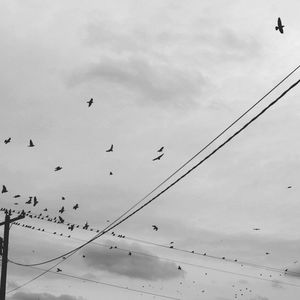 Low angle view of birds perching on power line