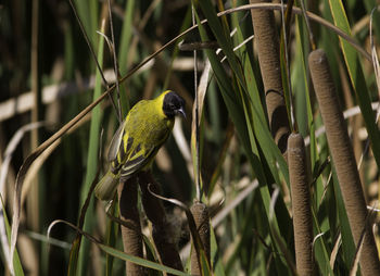 Close-up of bird perching on plant