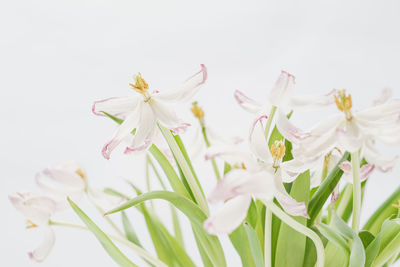 Close-up of white pink flowers