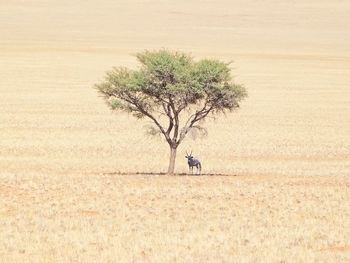 View of tree on field